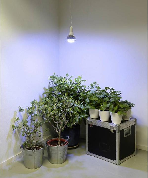Image du produit Venso Cultiver la lumière en hiver (LED, 245 V)