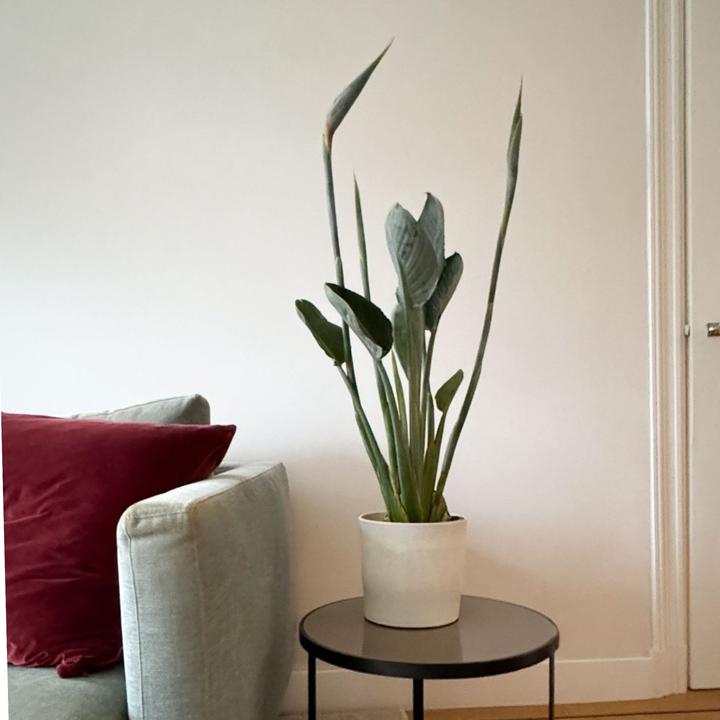 Produktbild Plant in a Box Strelitzia reginea - Paradiesvogelpflanze (70 cm)