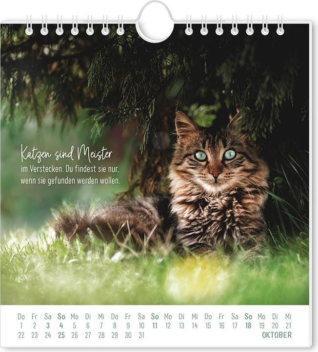 Produktbild Postkartenkalender 2026 Auf leisen Pfot (16 x 17 cm, Harter Einband, Deutsch)