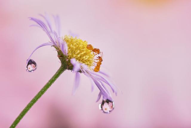 Produktbild Sony Alpha 7 II (28 - 70 mm, 24 Mpx, Vollformat)