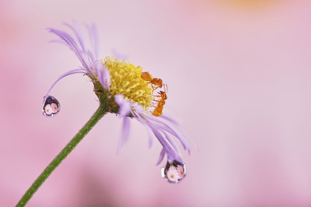 Actual product image Sony Alpha 7 II (28 - 70 mm, 24 Mpx, Full frame)