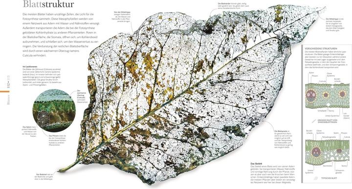 Actual product image Flora – Wunderwelt der Pflanzen (German, DK Publishing House, 2019)