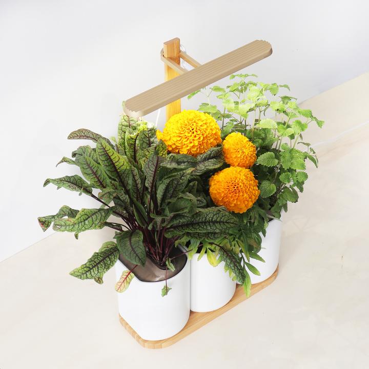 Image du produit Prêt à Pousser Édition Lilo (Graines d'herbes aromatiques)