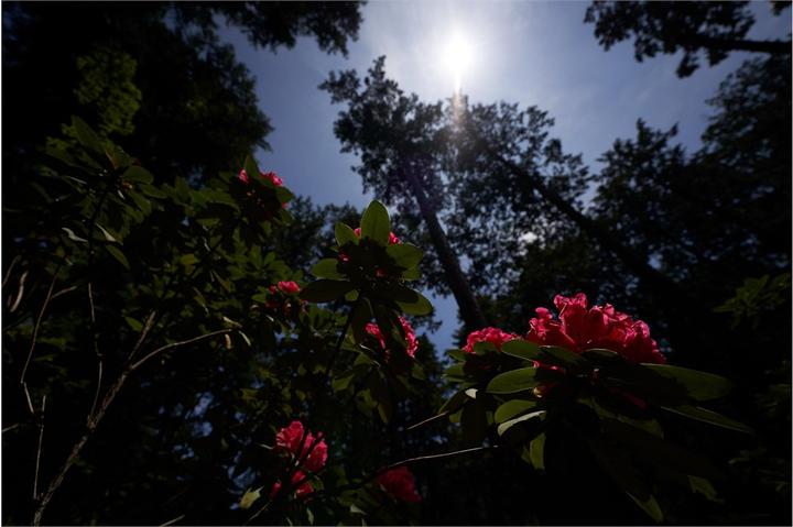 Actual product image Sigma 14-24mm F2.8 DG DN, Sony E (Sony E, full size)