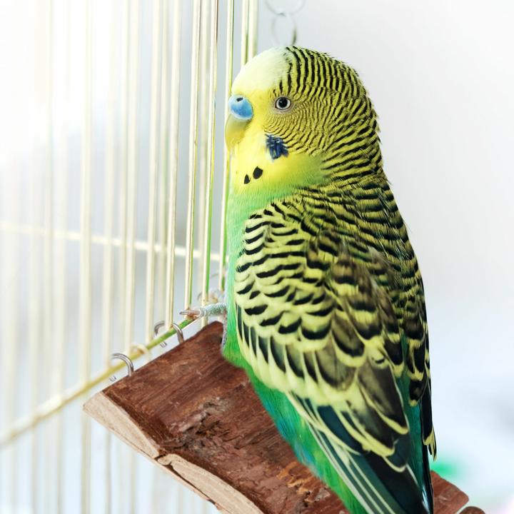 Actual product image Relaxdays Rubbish Press For Wheelie Bin