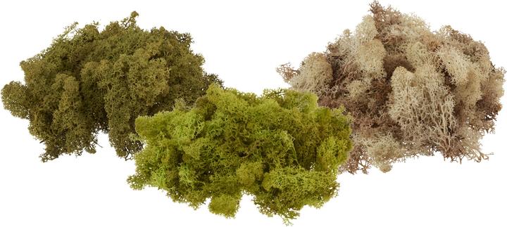 Image du produit VBS Mousse d'Islande, 100 g