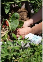 Actual product image Klar Solid garden & artisan soap (100 g)