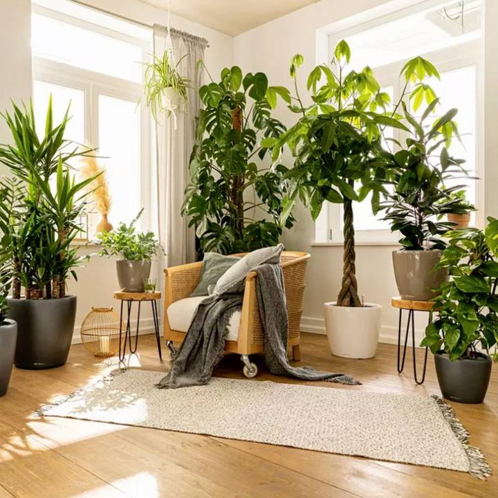 Actual product image Lechuza Classico (36 cm)