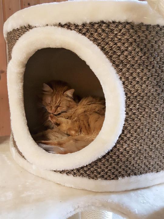 Produktbild Pet Homes Long Beach (192 cm, Beige)