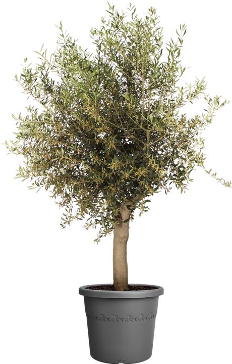 Produktbild Elho Algarve Cilindro (40 x 33 cm)