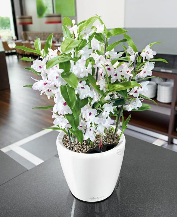 Actual product image Lechuza Classico (22 cm)