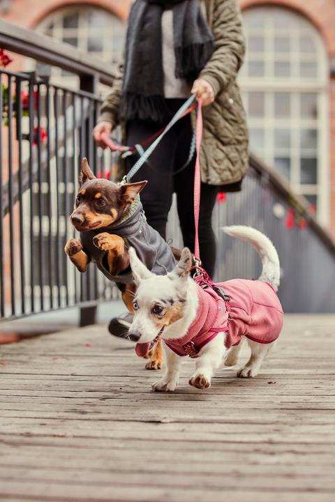 Produktbild Hurtta Razzle-Dazzle blackberry Gr.45 (M, Hundemantel)