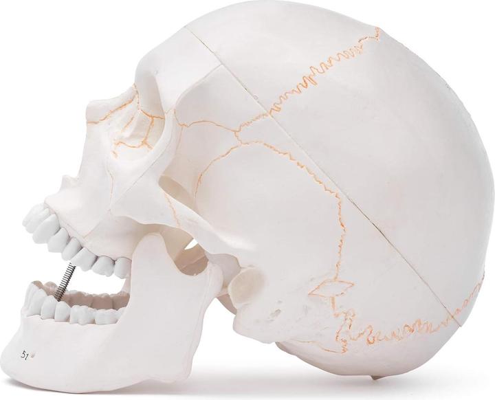 Immagine prodotto Cranstein Scientific Anatomisches Schädelmodell A-211 mit Nummerierung