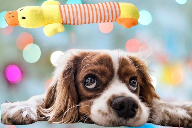 Immagine prodotto Hermex Giocattolo per cani "Duck" da masticare, peluche per animali di peluche (Cane di peluche)