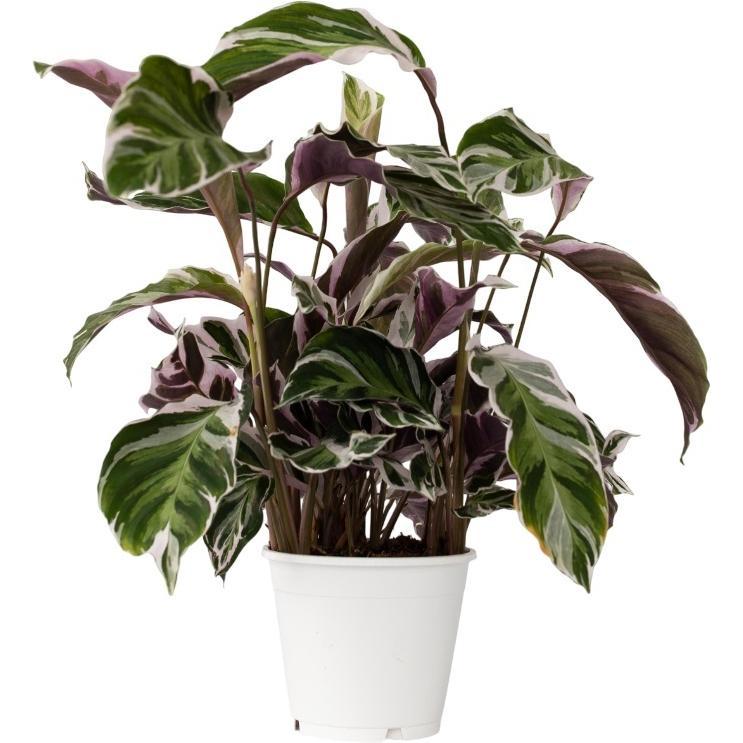 Plant in a Box, Pflanzen, Calathea Lietzei “White Fusion” - Korbmaranthe (30 cm)