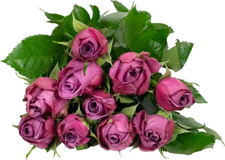 Image du produit Flowerbox Rose 'New Orleans