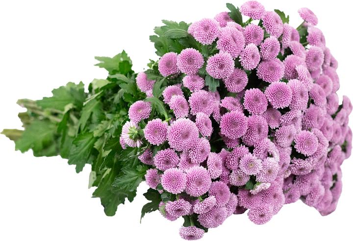 Produktbild Flowerbox Chrysantheme 'Jamey Dark'