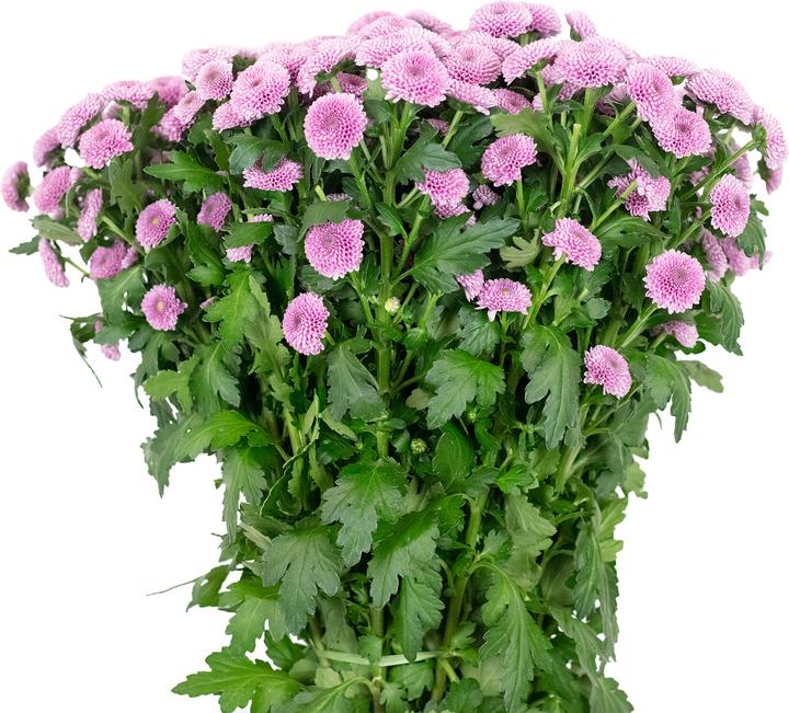 Produktbild Flowerbox Chrysantheme 'Jamey Dark'