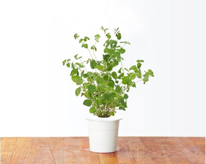 Immagine prodotto Click and Grow Semi di maggiorana (Semi di verdura)