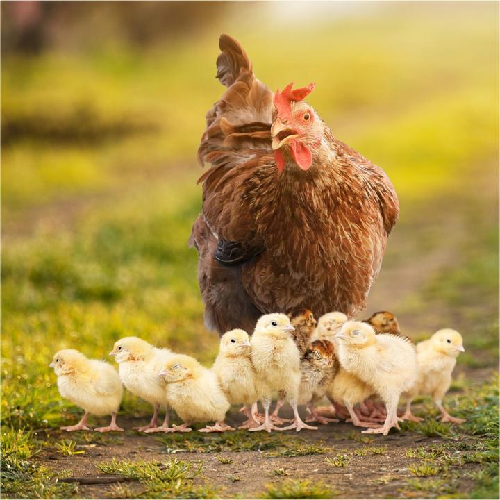 Produktbild Ida Plus IdaPlus VitalBoost 4in1 200ml