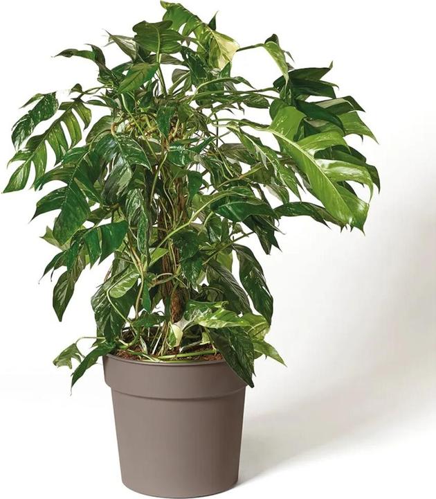 Actual product image Euro3plast Planter Tellus Ø 35 cm taupe Greener (35 x 31 cm)