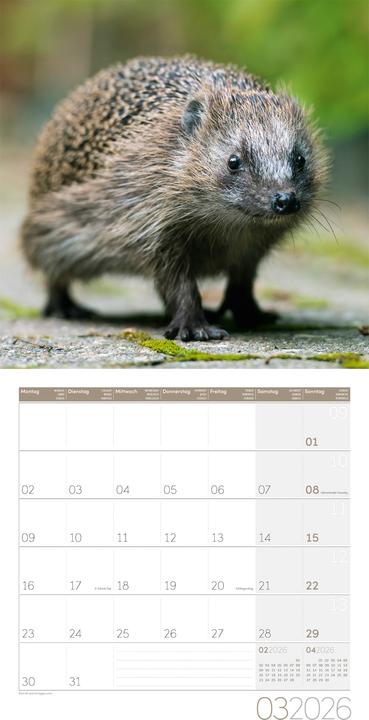 Produktbild Igel Kalender 2026 - 30x30
