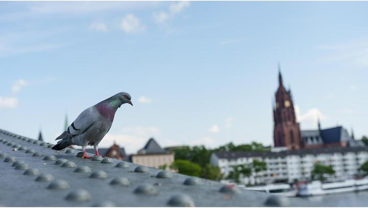 Image du produit Sigma 28-45mm F1,8 DN (Sony E, Plein format)