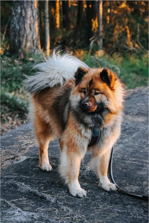Produktbild Non-Stop Dogwear Strong Leash (Hund)