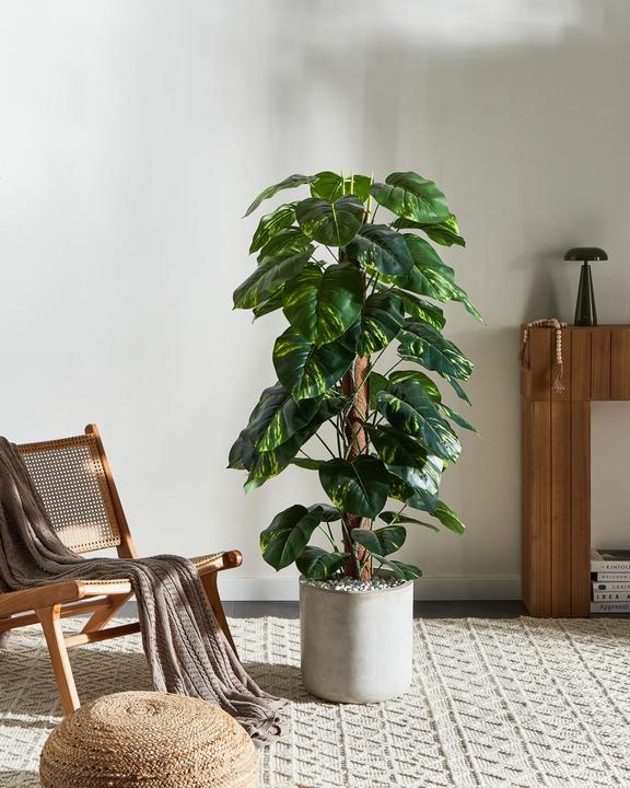 Immagine prodotto Beliani Dieffenbachia (152 cm)
