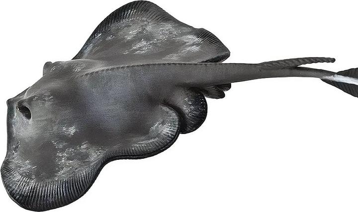 Actual product image Safari Stingray