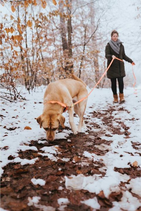 Produktbild Hunter Halsband Convenience Orange L/XL (L, XL, Hund, Allgemein)
