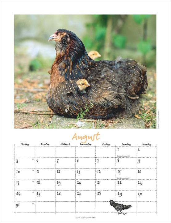 Produktbild Der Hühnerkalender 2026 (30 x 39 cm)