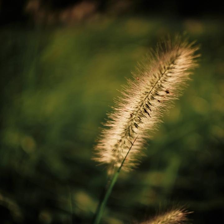 Image du produit Venus Optic Focale fixe Laowa Argus 25mm f/0.95 CF APO - Canon RF (Canon RF, APS-C / DX)