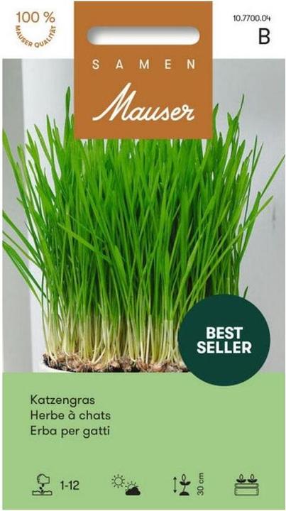 Produktbild Samen Mauser Katzengras (Kräutersamen)