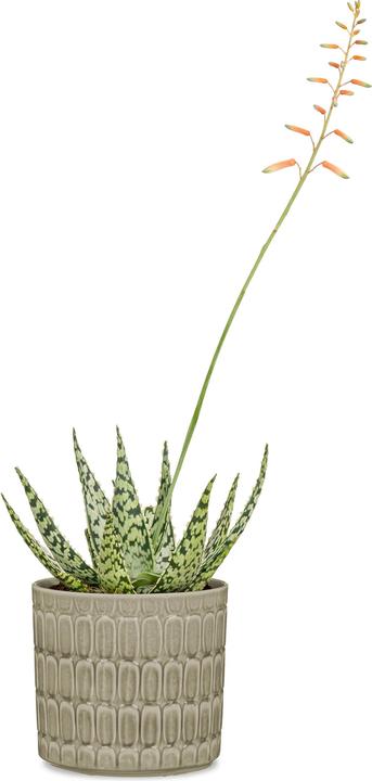 Actual product image Scheurich Lagom (16 cm)