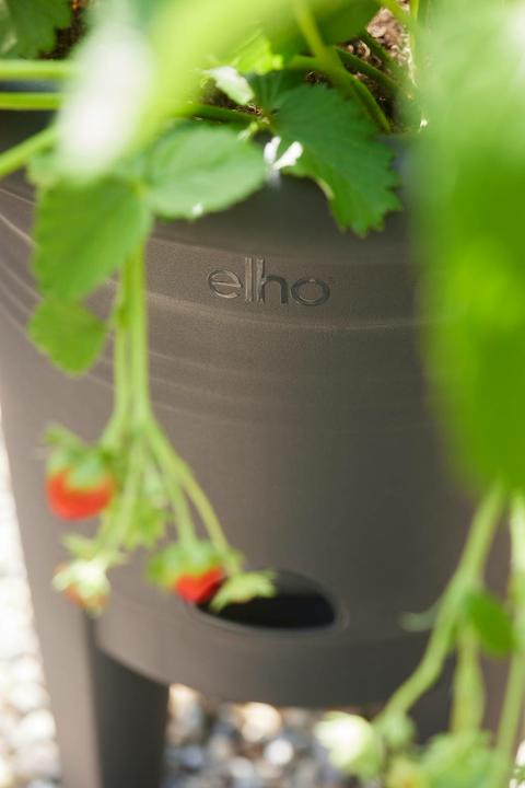 Produktbild Elho Green Basics Erdbeertopf (33 x 41.50 cm)