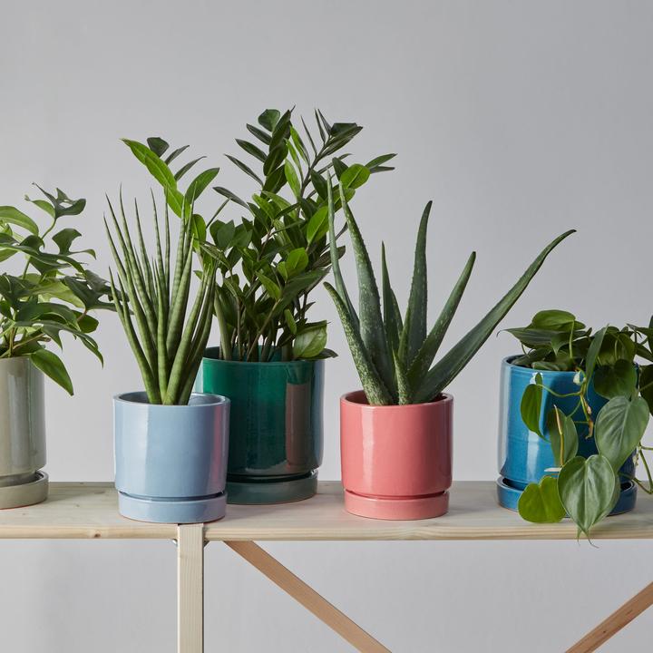 Image du produit micasa Amaya (17 cm)