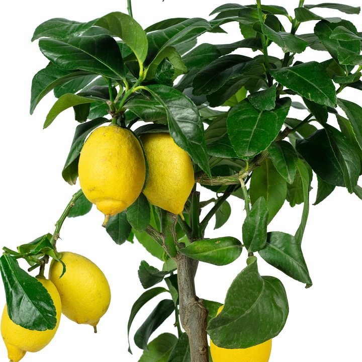 Actual product image Flowerbox Lemon tree - height ca. 60 cm, pot-Ø 19 cm - Citrus Limon (40 cm)