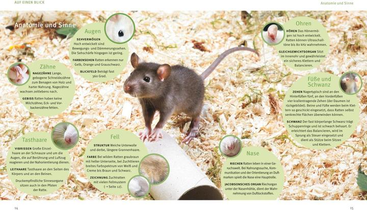 Productafbeelding Ratten (Duits, Gerd Ludwig, 2016)