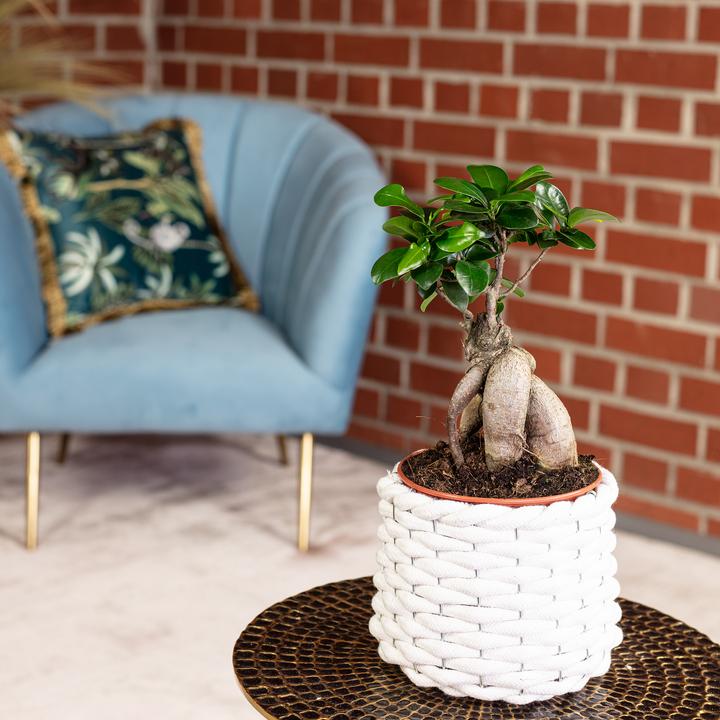 Immagine prodotto Flowerbox Fico cinese - Ficus Ginseng (30 cm)