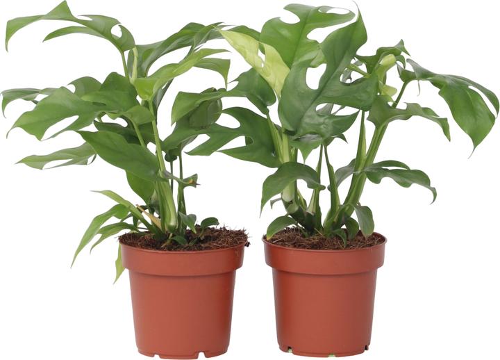 Immagine prodotto Plant in a Box Rhaphidophora Tetrasperma - Set di 2 Monstera Minima (20 cm)
