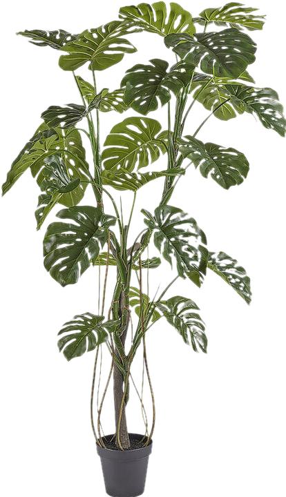 Produktbild Edg Monstera H: 210 cm (210 cm)