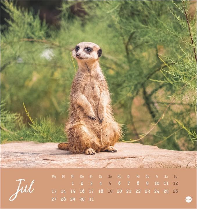 Produktbild Erdmännchen Postkartenkalender 2026