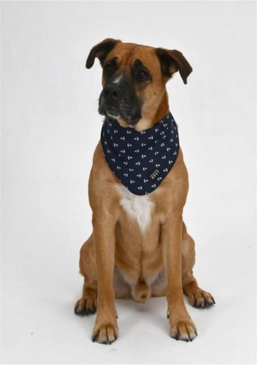 Actual product image Knauder's Best Knauder's neckerchief anchor navy L (L, Dog bandana)