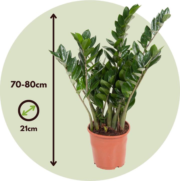 Produktbild Plant in a Box Zamioculcas Emerald - Glücksfeder (70 cm)
