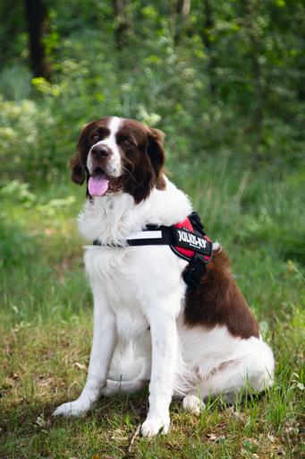 Productafbeelding Julius-K9 IDC-voedingsharnas (2, Hond, Algemeen)