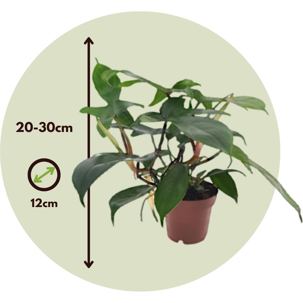 Thumbnail - Plant in a Box, Pflanzen, Philodendron Florida Green - 2er Set Baumfreund (20 cm)
