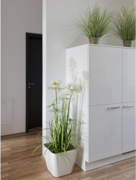 Immagine prodotto Europalms Ziergras (70 cm)