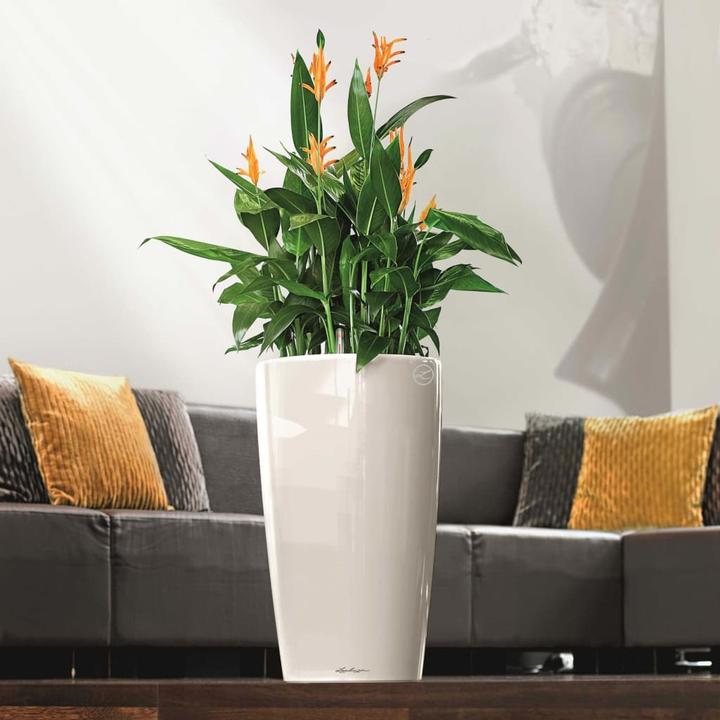 Immagine prodotto Lechuza Rondo (40 x 75 cm)