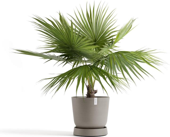 Actual product image Ecopots Saucer Wheels Oslo